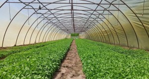 Növekednek a paprikák