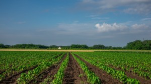 érett piros paprika