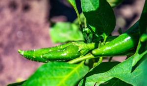 Növekednek a paprikák